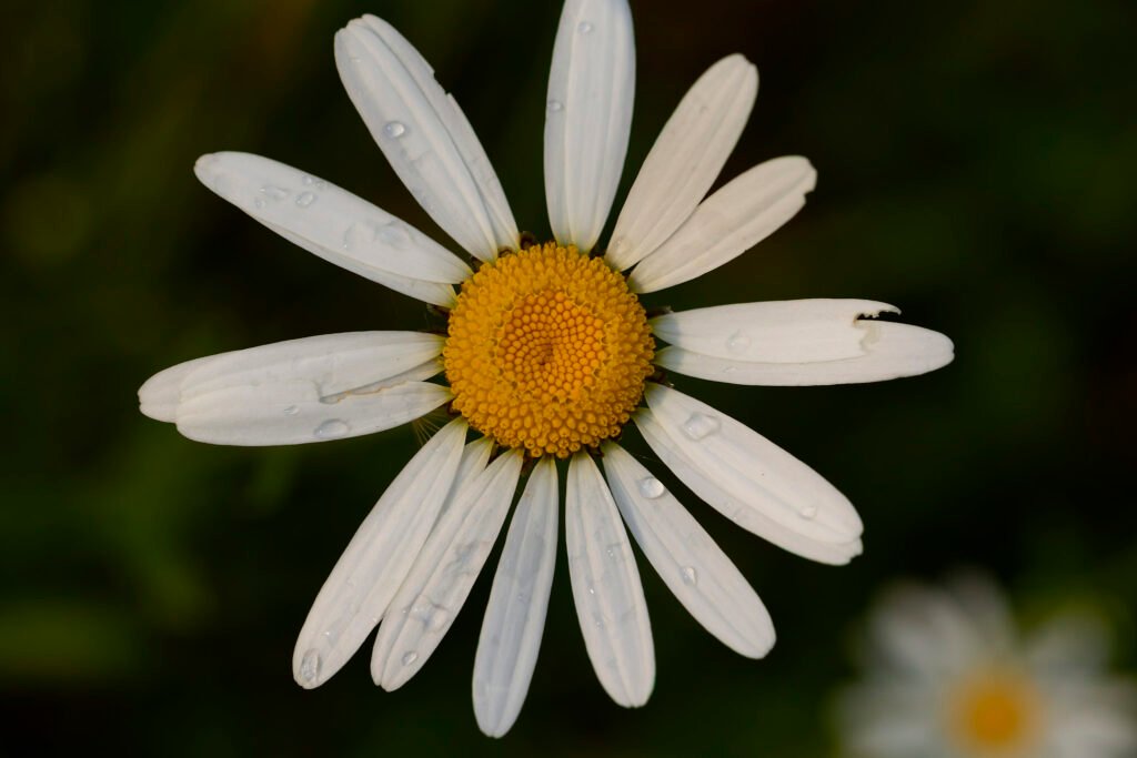 oxeye daisy close up with raindrops romania
