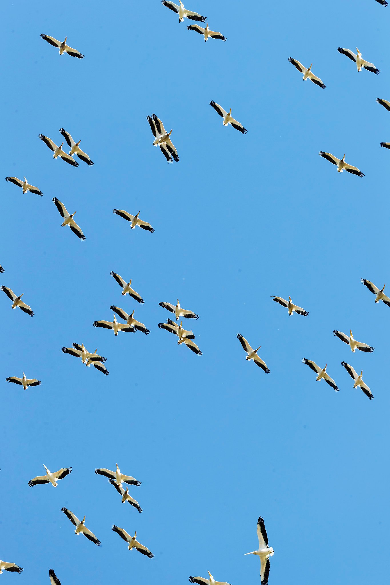 pelican flock flying overhead danube delta romania