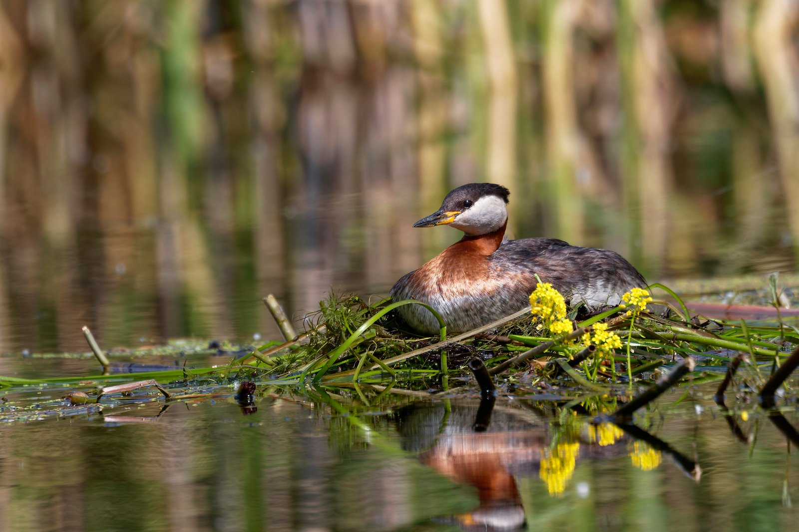 red necked grebe on nest romania