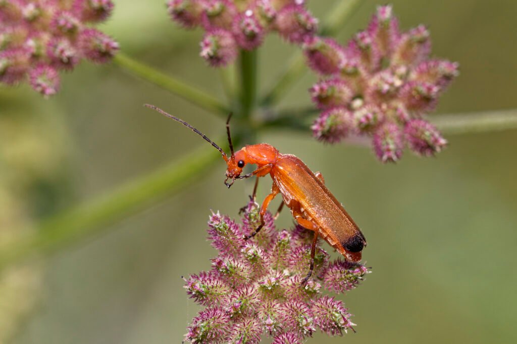 red soldier beetle macro on flower romania