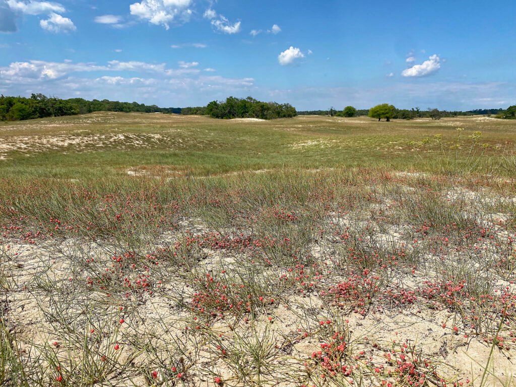 sandy grassland with ephedra distachya plants romania