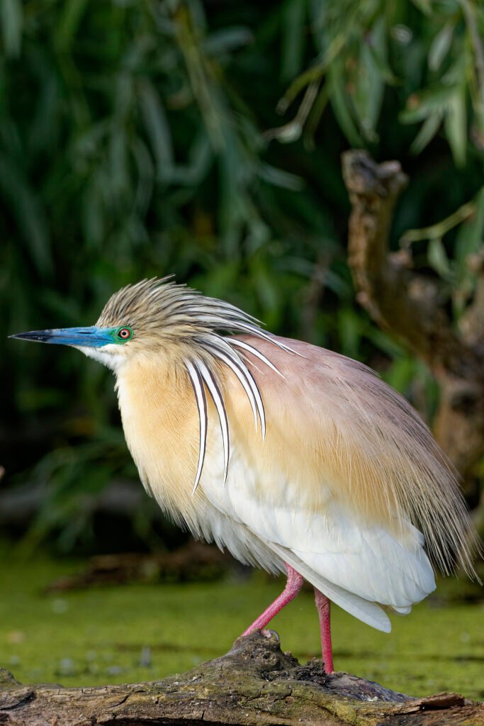 squacco heron in breeding plumage danube delta romania