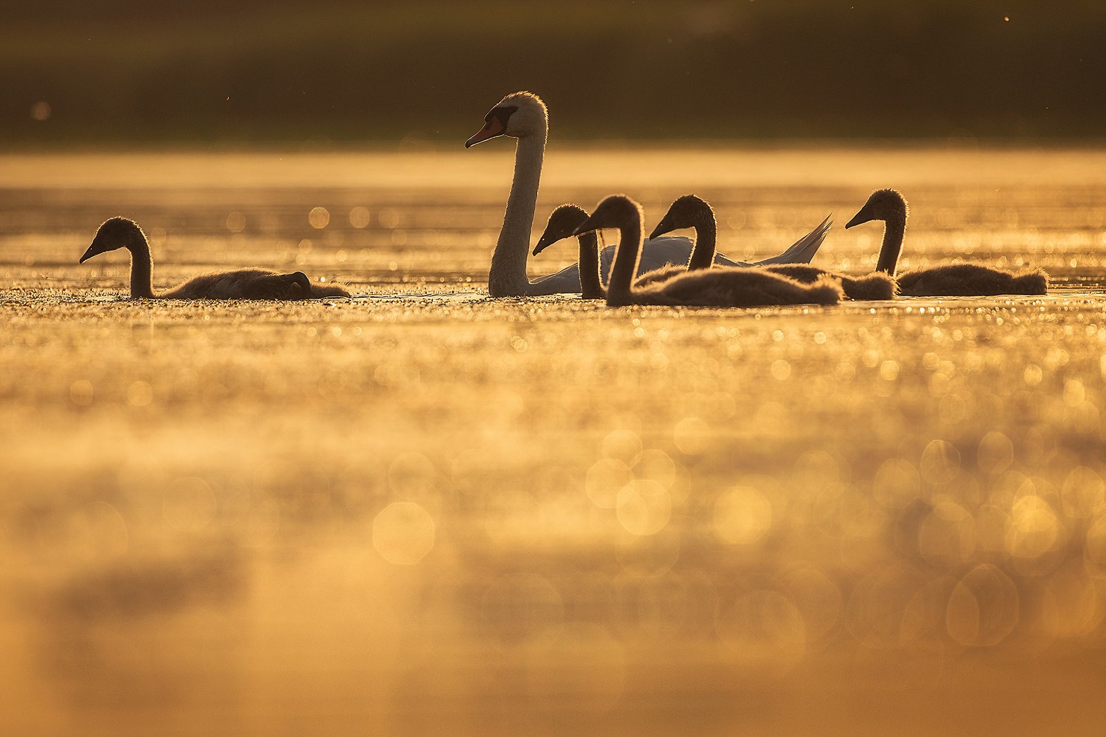 swan family sunrise danube delta romania