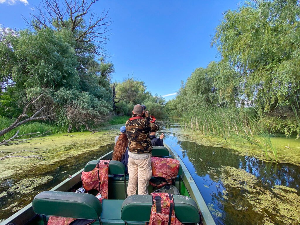 wetland plants and lily pads romania