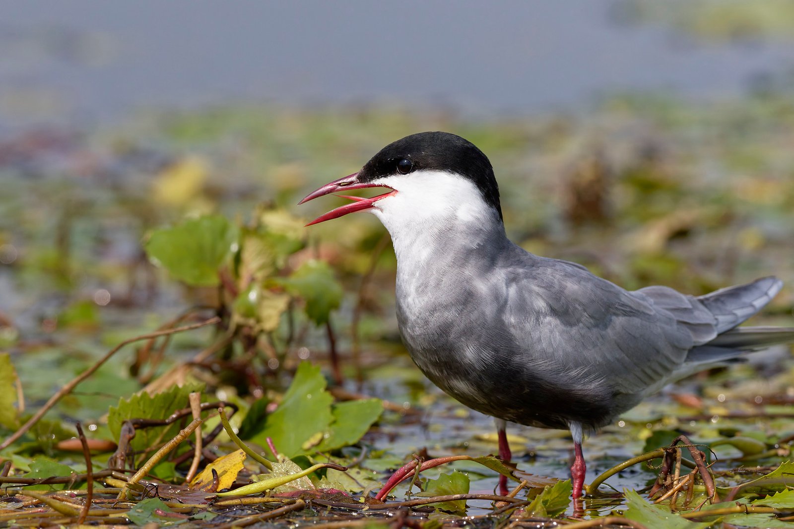 whiskered tern calling in wetland danube delta romania