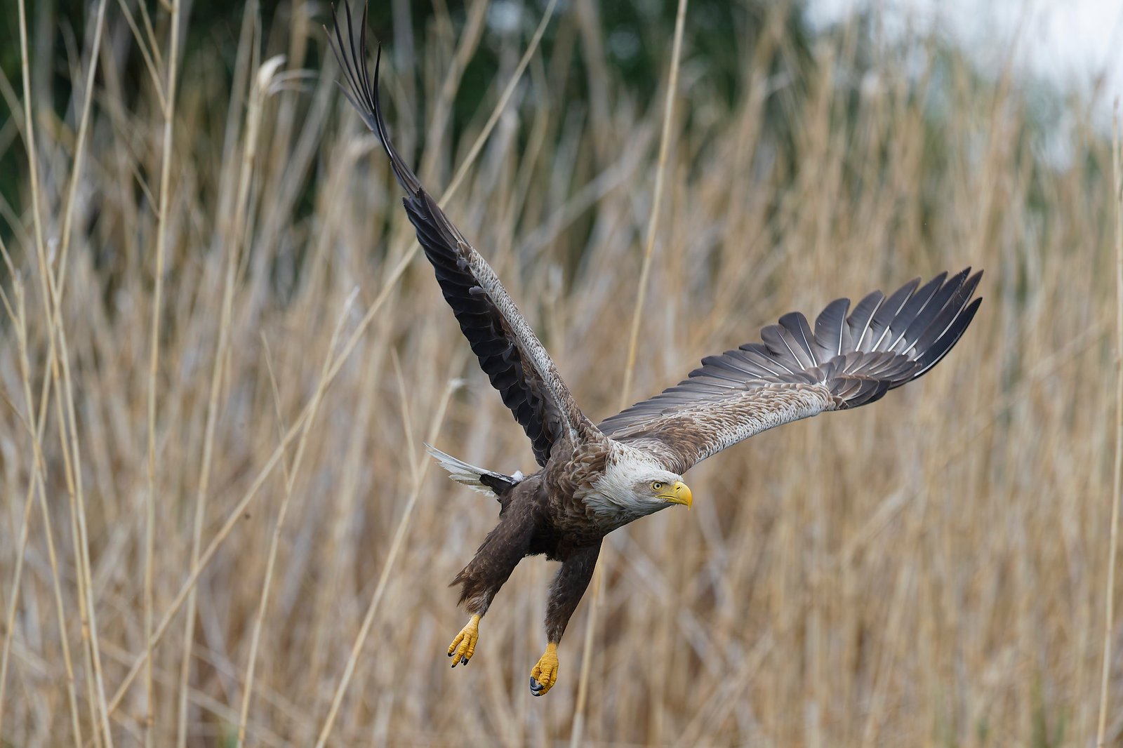 white tailed eagle flying low over reeds romania