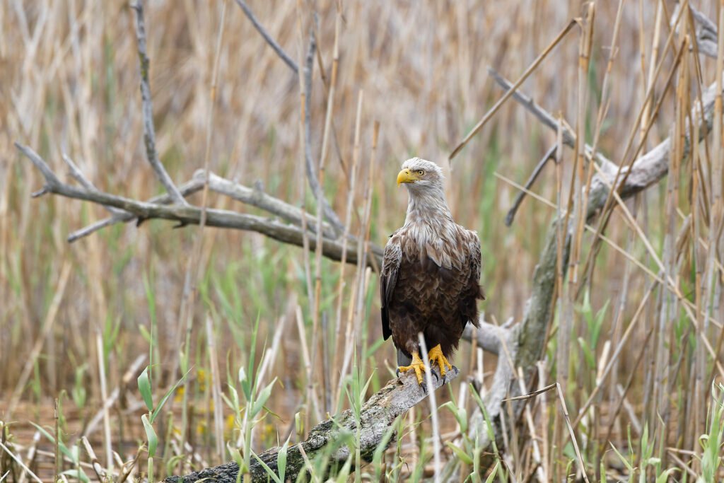 white tailed eagle perched in reeds romania